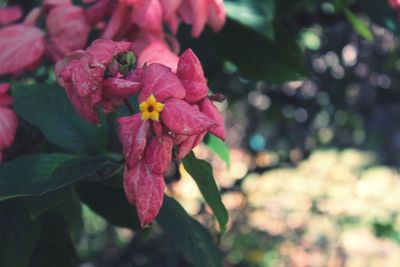 Close-up of pink bougainvillea blooming outdoors