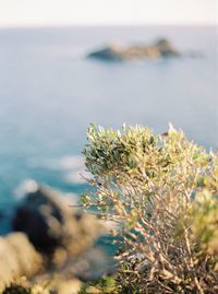 Close-up of plant against sea