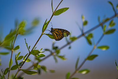 Close-up of butterfly pollinating on flower