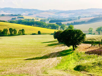 Scenic view of field against sky