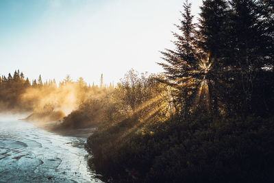 Scenic view of river amidst trees against sky