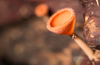 Close-up of orange mushroom