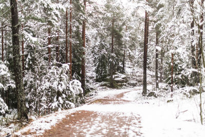 Pine trees in forest during winter