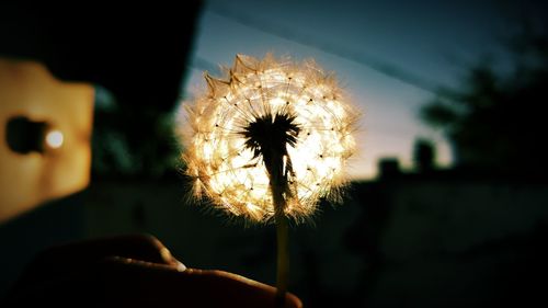 Close-up of dandelion flower