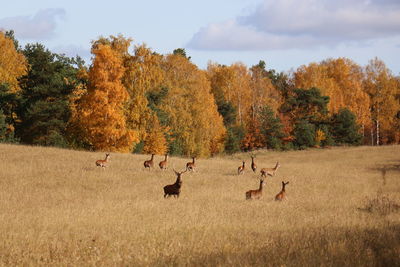 Scenic view of trees on field against sky