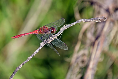 Close-up of dragonfly on leaf