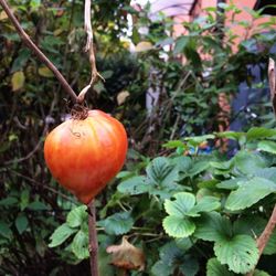 Close-up of fresh plant
