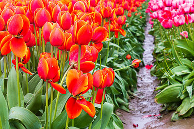 Close-up of red tulips