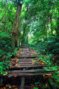 View of trees in forest