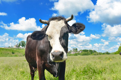 Cow close-up portrait looking into frame on background of blue sky with clouds on pasture