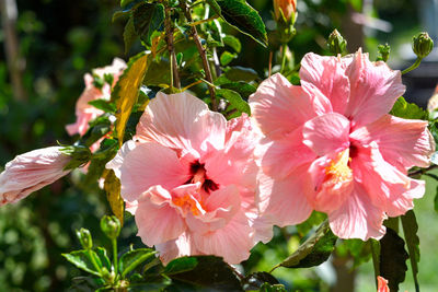 Close-up of pink flowering plant