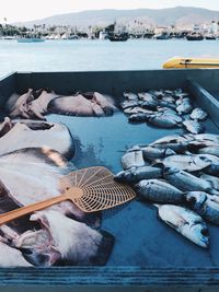 High angle view of fishes in boat on sea