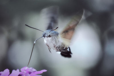 Close-up of insect on flower