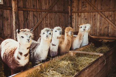 Group of cute alpacas looking at camera eating and smiling