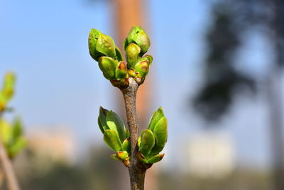 Close-up of flower bud growing outdoors