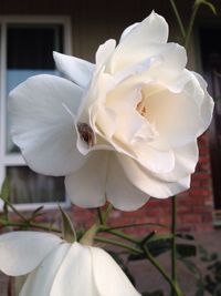 Close-up of white flowers