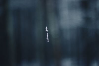 Close-up of spider on web