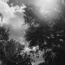 Low angle view of trees against sky