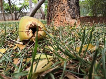 Close-up of lemon on tree trunk