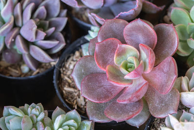 Close-up of succulent plant