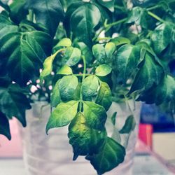 Close-up of green leaves