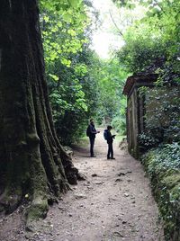 People walking amidst trees