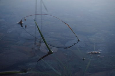 Close-up of plant in lake against sky