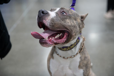 Close-up of a pitbull terrier on a leash