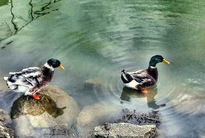 Ducks in the lake