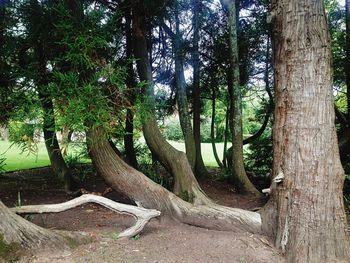 Trees in forest