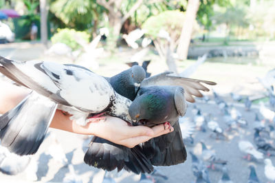 Low angle view of woman holding bird