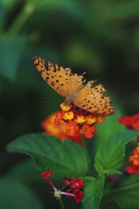 Close-up of butterfly pollinating on leaf