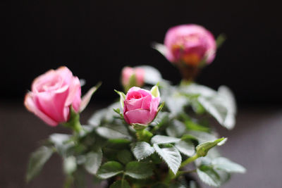 Close-up of pink rose against black background