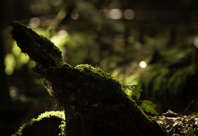 Close-up of moss growing on tree trunk