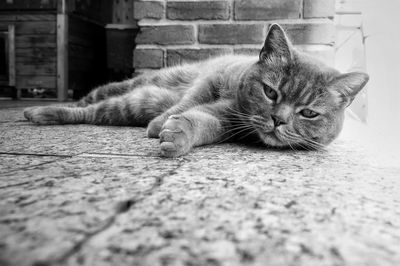 Close-up of cat resting