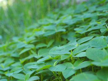 Close-up of fresh green leaves on plant