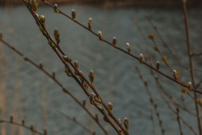 Close-up of plant on twig
