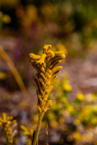 Close-up of yellow flowering plant