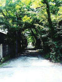 Footpath along trees