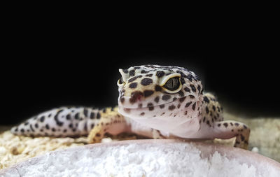 Close-up of a turtle