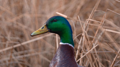 Mallard duck on lake pond drakes head close up low level close up view