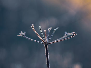 Close-up of frozen plant