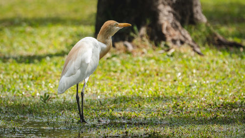 Bird perching on a field