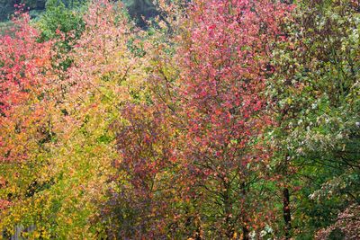 Full frame shot of flowering plants on land