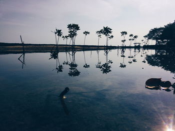 Birds swimming in lake against sky