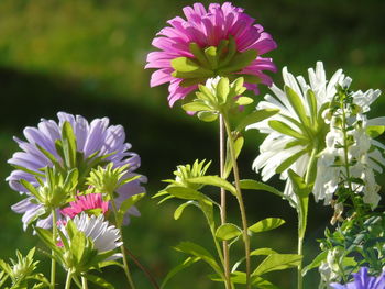 Close-up of purple flowers