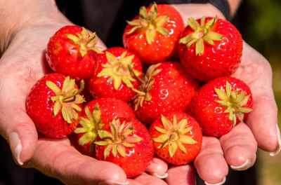 Midsection of person holding strawberries