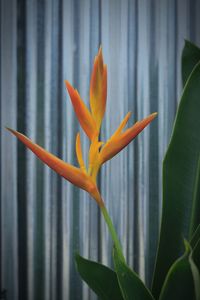 Close-up of orange flowering plant