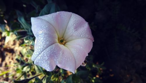 Close-up of wet flower blooming outdoors