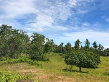 Trees on field against sky